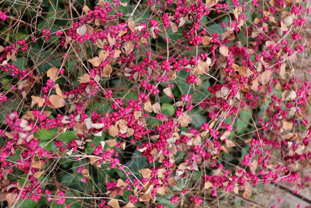 25 Coralberry Shrub Seeds - Pink Indian Currant Symphoricarpos Orbiculatus - Image 8