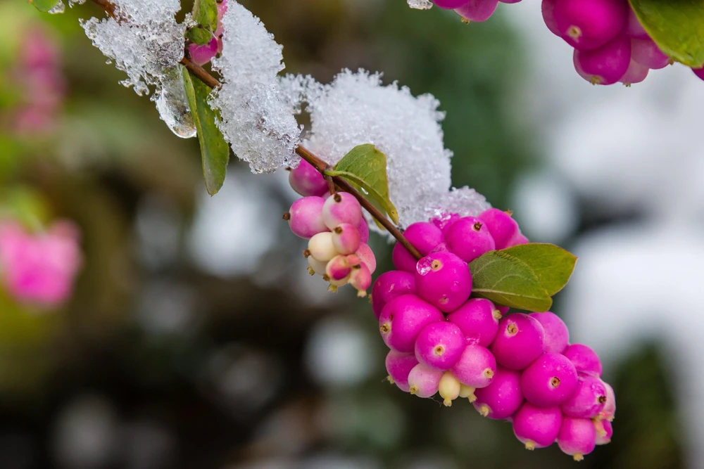 25 Coralberry Shrub Seeds - Pink Indian Currant Symphoricarpos Orbiculatus - Image 9