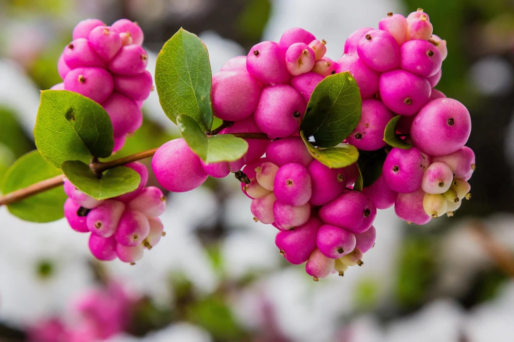 25 Coralberry Shrub Seeds - Pink Indian Currant Symphoricarpos Orbiculatus - Image 1