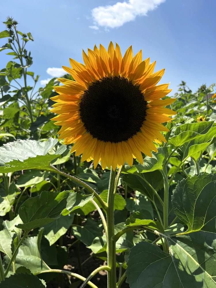 25 Ebony & Gold Sunflower Seeds - Helianthus Annuus Flower Seeds for Garden - Image 10