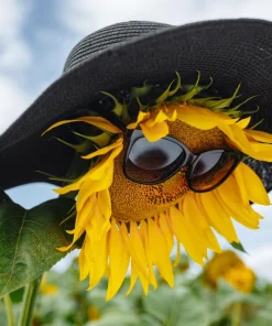 25 Ebony & Gold Sunflower Seeds - Helianthus Annuus Flower Seeds for Garden - Image 3