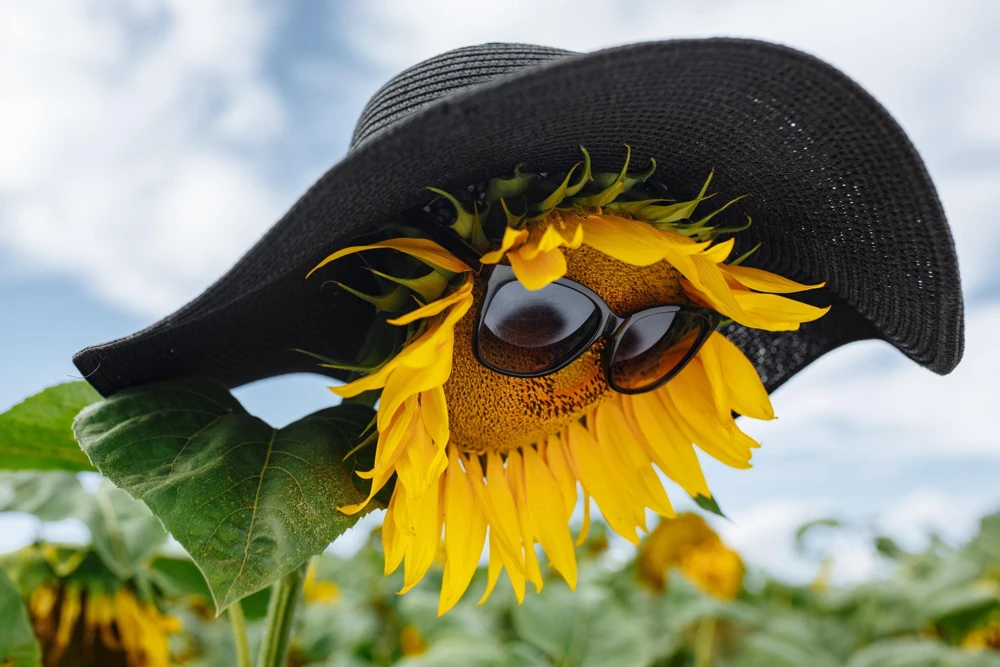 25 Ebony & Gold Sunflower Seeds - Helianthus Annuus Flower Seeds for Garden - Image 3