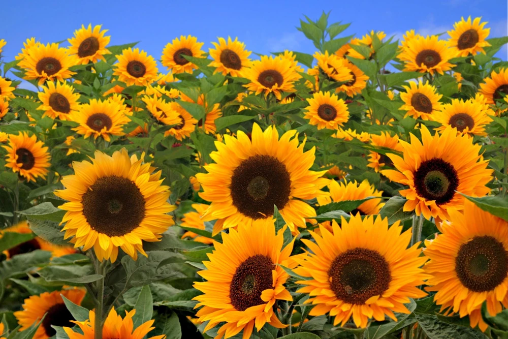 25 Ebony & Gold Sunflower Seeds - Helianthus Annuus Flower Seeds for Garden - Image 1