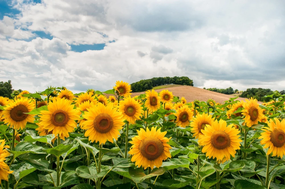 25 Ebony & Gold Sunflower Seeds - Helianthus Annuus Flower Seeds for Garden - Image 4