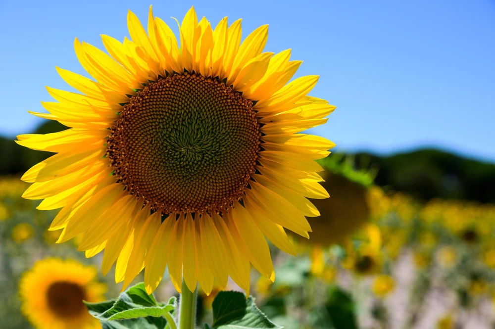 25 Ebony & Gold Sunflower Seeds - Helianthus Annuus Flower Seeds for Garden - Image 5