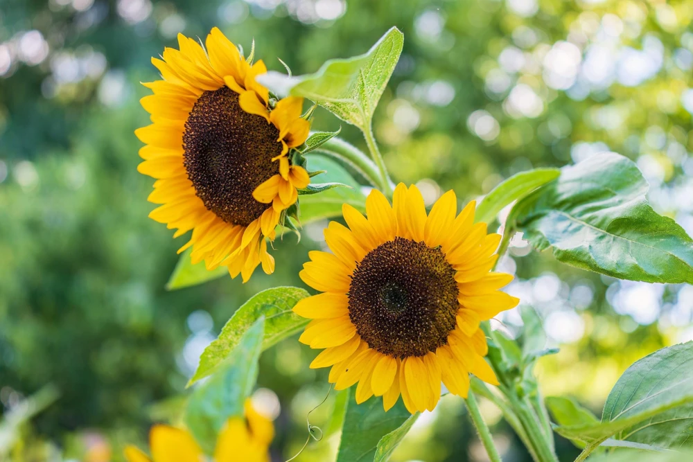 25 Ebony & Gold Sunflower Seeds - Helianthus Annuus Flower Seeds for Garden - Image 6