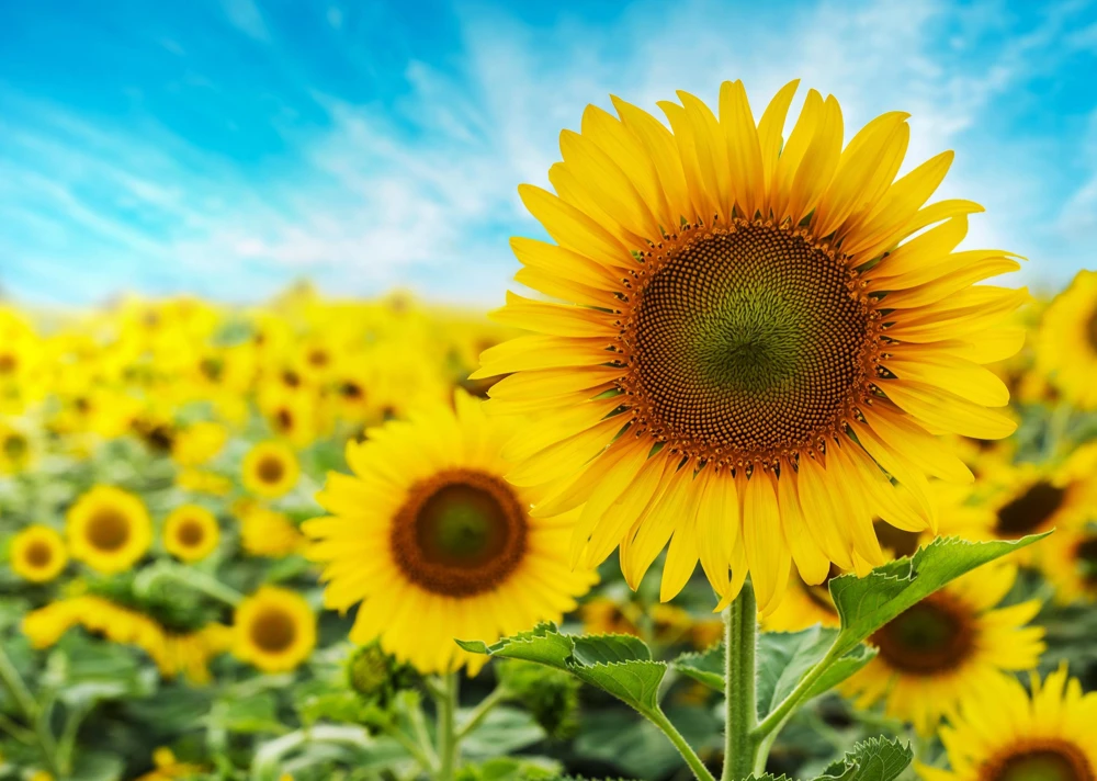 25 Ebony & Gold Sunflower Seeds - Helianthus Annuus Flower Seeds for Garden - Image 7