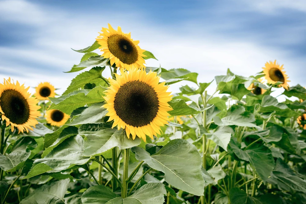 25 Ebony & Gold Sunflower Seeds - Helianthus Annuus Flower Seeds for Garden - Image 8