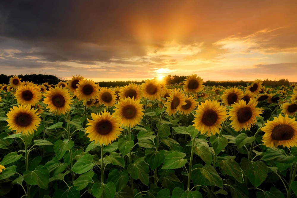 25 Ebony & Gold Sunflower Seeds - Helianthus Annuus Flower Seeds for Garden - Image 9