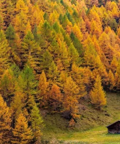 25 European Larch Tree Seeds - Larix Decidua - Deciduous Pine Tree Seeds - Outdoor - Image 10