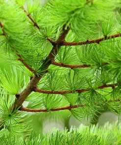 25 European Larch Tree Seeds - Larix Decidua - Deciduous Pine Tree Seeds - Outdoor - Image 11