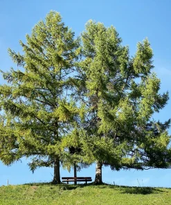 25 European Larch Tree Seeds - Larix Decidua - Deciduous Pine Tree Seeds - Outdoor - Image 2