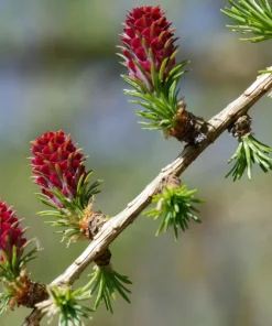 25 European Larch Tree Seeds - Larix Decidua - Deciduous Pine Tree Seeds - Outdoor - Image 3