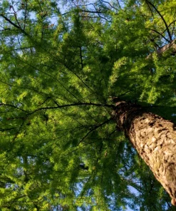 25 European Larch Tree Seeds - Larix Decidua - Deciduous Pine Tree Seeds - Outdoor - Image 4