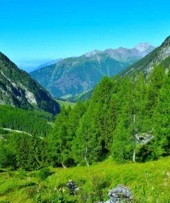 25 European Larch Tree Seeds - Larix Decidua - Deciduous Pine Tree Seeds - Outdoor - Image 5