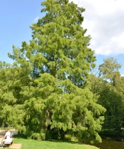 25 European Larch Tree Seeds - Larix Decidua - Deciduous Pine Tree Seeds - Outdoor - Image 6