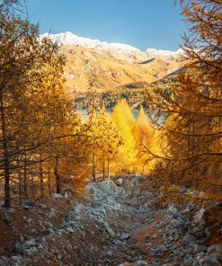 25 European Larch Tree Seeds - Larix Decidua - Deciduous Pine Tree Seeds - Outdoor - Image 7