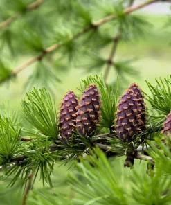 25 European Larch Tree Seeds - Larix Decidua - Deciduous Pine Tree Seeds - Outdoor - Image 8