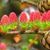 25 European Larch Tree Seeds - Larix Decidua - Deciduous Pine Tree Seeds - Outdoor - Image 1