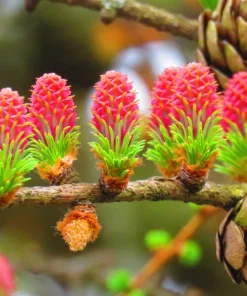 25 European Larch Tree Seeds - Larix Decidua - Deciduous Pine Tree Seeds - Outdoor - Image 1