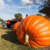 25 Giant Pumpkin Seeds Heirloom – Easy Grow, Outdoor Gardening - Image 1