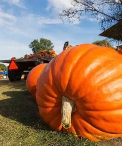 25 Giant Pumpkin Seeds Heirloom – Easy Grow Vegetable Seeds - Image 1