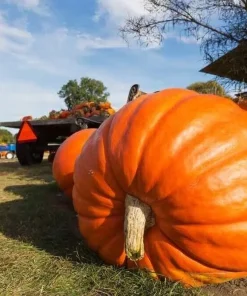 25 Giant Pumpkin Seeds Heirloom - Easy Grow Vegetable Seeds - Image 2