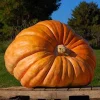 25 Giant Pumpkin Seeds – Heirloom – Easy Grow – Vegetable Seeds for Garden - Image 1