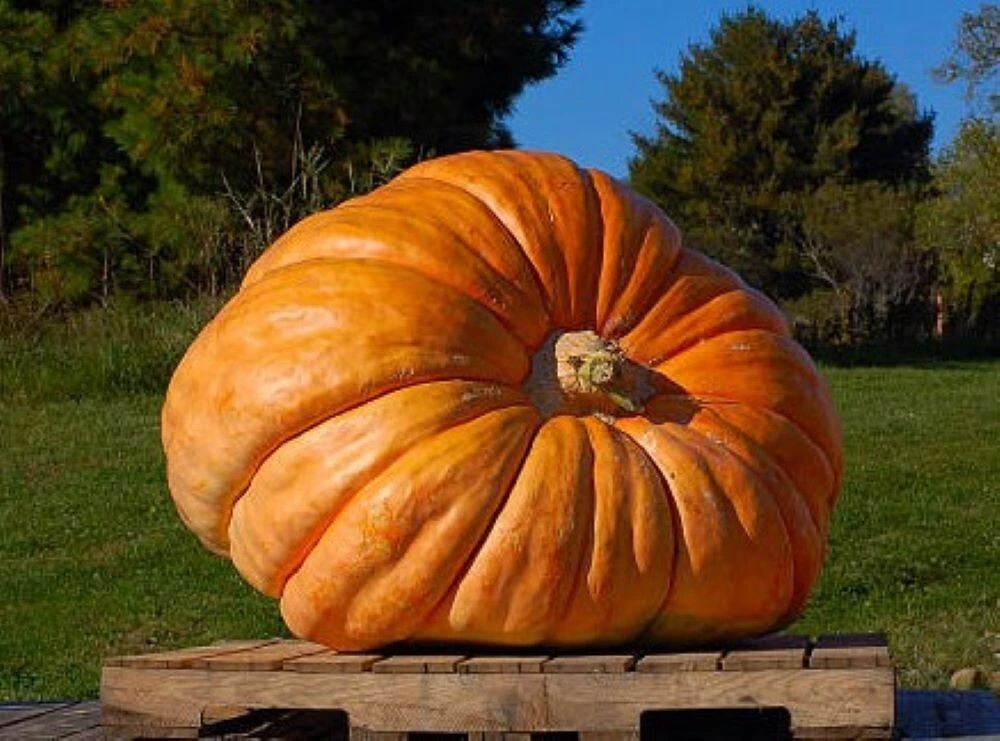 25 Giant Pumpkin Seeds – Heirloom – Easy Grow – Vegetable Seeds for Garden - Image 1