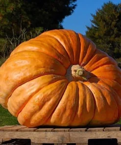 25 Giant Pumpkin Seeds Heirloom - Easy Grow Vegetable Seeds - Image 1