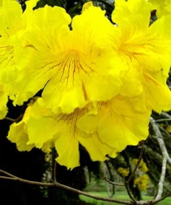 25 Golden Trumpet Tree Seeds - Tabebuia chrysotricha Guayacan Amarillo Seeds for Planting, Yellow Flowering Tree - Image 3
