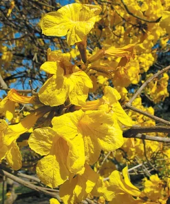 25 Golden Trumpet Tree Seeds - Tabebuia chrysotricha Guayacan Amarillo Seeds for Planting, Yellow Flowering Tree - Image 4