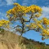 25 Golden Trumpet Tree Seeds - Tabebuia chrysotricha Guayacan Amarillo Seeds for Planting, Yellow Flowering Tree - Image 1