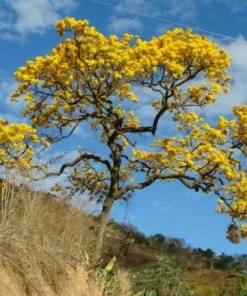 25 Golden Trumpet Tree Seeds - Tabebuia chrysotricha Guayacan Amarillo Seeds for Planting, Yellow Flowering Tree - Image 1