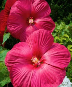 25 Grenache Hot Pink Hardy Hibiscus Moscheutos Flower Seeds, 36-48