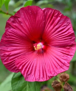 25 Grenache Hot Pink Hardy Hibiscus Moscheutos Flower Seeds, 36-48