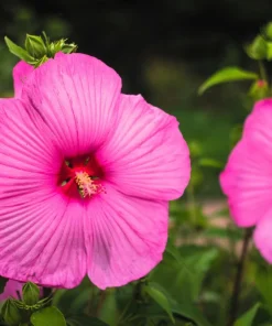 25 Grenache Hot Pink Hardy Hibiscus Moscheutos Flower Seeds, 36-48