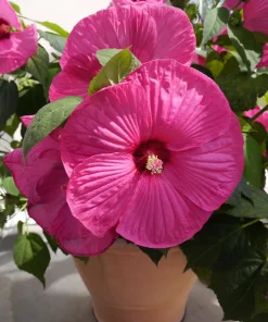25 Grenache Hot Pink Hardy Hibiscus Moscheutos Flower Seeds, 36-48
