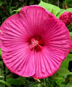 25 Grenache Hot Pink Hardy Hibiscus Moscheutos Flower Seeds, 36-48