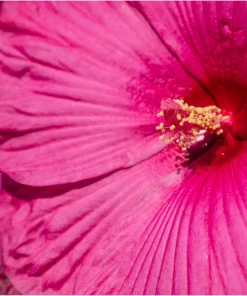 25 Grenache Hot Pink Hardy Hibiscus Moscheutos Flower Seeds, 36-48