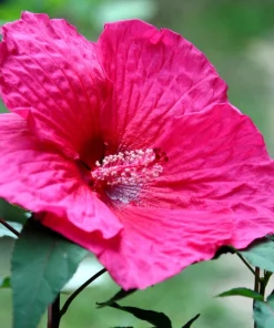 25 Grenache Hot Pink Hardy Hibiscus Moscheutos Flower Seeds, 36-48