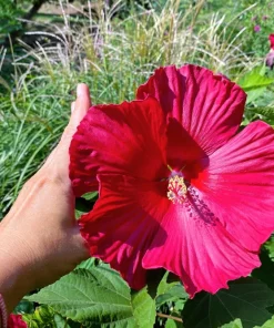 25 Grenache Hot Pink Hardy Hibiscus Moscheutos Flower Seeds, 36-48