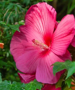 25 Grenache Hot Pink Hardy Hibiscus Moscheutos Flower Seeds, 36-48
