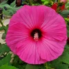 25 Grenache Hot Pink Hardy Hibiscus Moscheutos Flower Seeds, 36-48" Tall, Zones 5-11 - Image 1