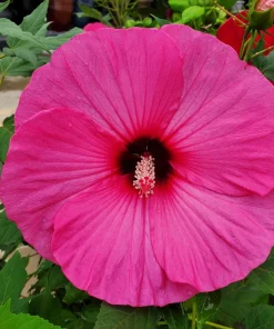 25 Grenache Hot Pink Hardy Hibiscus Moscheutos Flower Seeds, 36-48