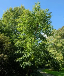 25 Japanese Raisin Tree Seeds - Edible Fruit, Oriental Honey Flowers - Image 10