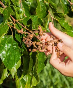 25 Japanese Raisin Tree Seeds - Edible Fruit, Oriental Honey Flowers - Image 2