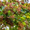 25 Japanese Raisin Tree Seeds - Edible Fruit, Oriental Honey Flowers - Image 1