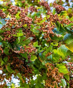 25 Japanese Raisin Tree Seeds - Edible Fruit, Oriental Honey Flowers - Image 1
