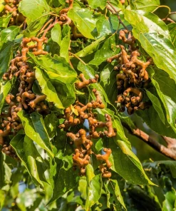 25 Japanese Raisin Tree Seeds - Edible Fruit, Oriental Honey Flowers - Image 3